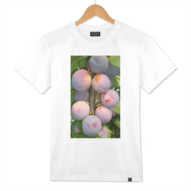 Plums hanging on a branch