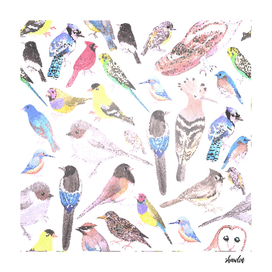 Birds of America- pets and wild birds mosaic