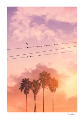 BIRDS ON A WIRE