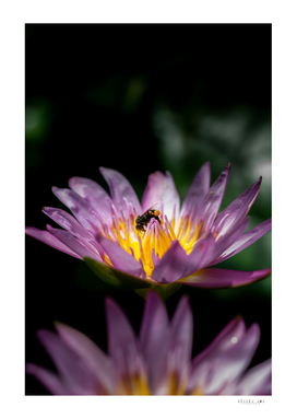 Lotus lily with a bee