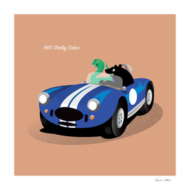 Bear and the Shelby Cobra