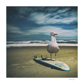 Surfing seagull