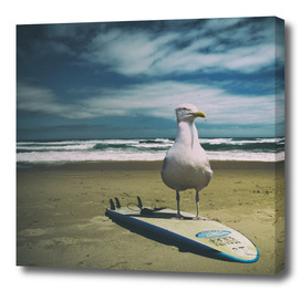 Surfing seagull