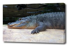 Alligator du Mississippi