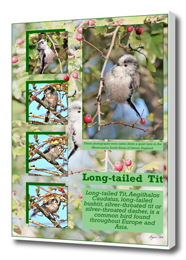 Long Tailed Tit A4-page001
