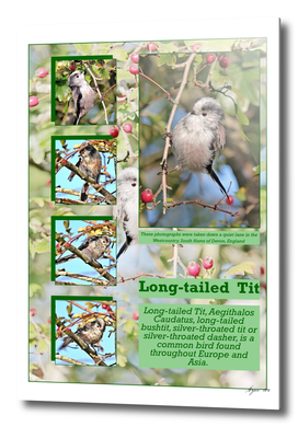Long Tailed Tit A4-page001