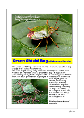 Green Shield Bug A4-page001