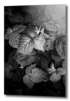 Plant photo 2 black and white #plant #blackandwhite