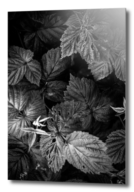 Plant photo 1 black and white #plant #blackandwhite