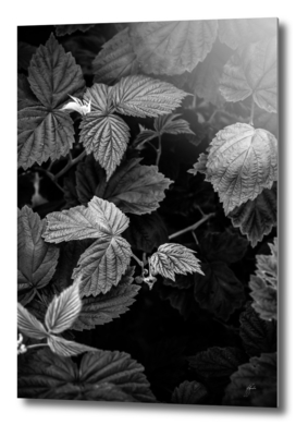 Plant photo 3 black and white #plant #blackandwhite