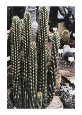 Micranthocereus Cactus