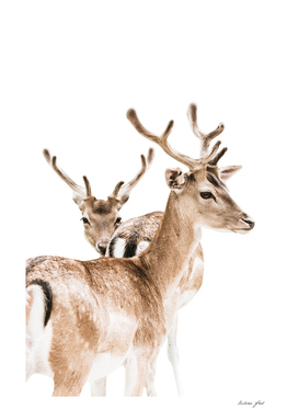 Deers II