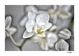 Orchid n.1