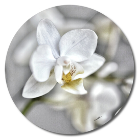 Orchid n.1