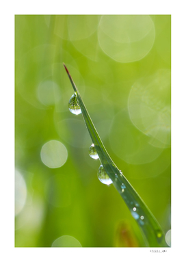 Dew drops on the grass blade