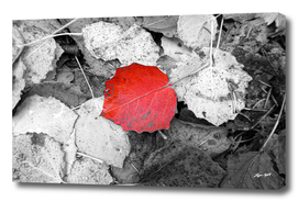Red aspen leaf