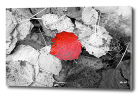 Red aspen leaf