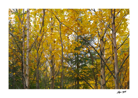 Yellow trees in autumn