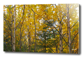 Yellow trees in autumn