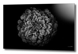 Backyard Flowers In Black And White 54