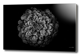 Backyard Flowers In Black And White 54