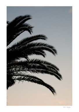 Palm Leaves Sunset Dream #1 #tropical #decor #art