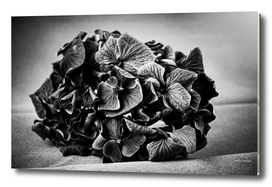 Flowers Black And White