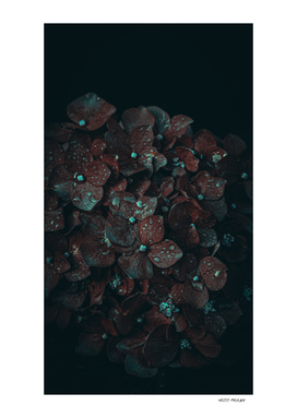 Dark Flowers 8