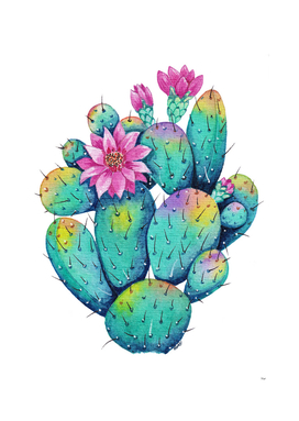 Rainbow Prickly Cactus