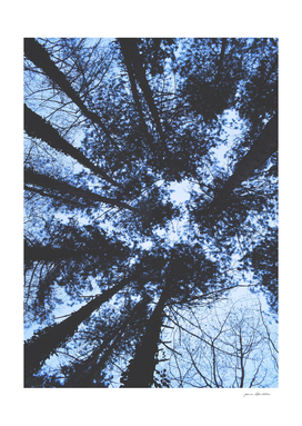 Looking Up At Trees