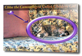 Chloe the Camouflaged Calico Cheshire Cat