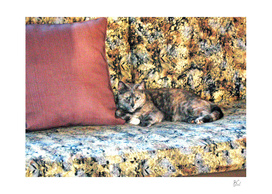 Chloe the Camoflaged Calico Cheshire Cat