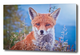a friendly fox closeup