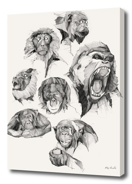 Seven Monkeys – All the Monkeys