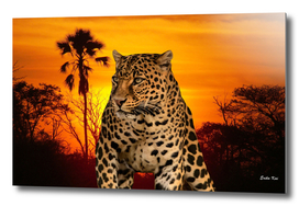Leopard and Sunset