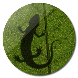 salamander on leaf