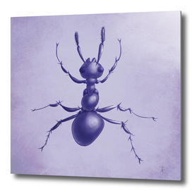 Purple Ant Drawing