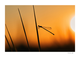 Silhouette of damselfly among the warm light of sunset