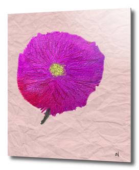 Purple and Red Wild Flower Watercolor on Wrinkled Paper