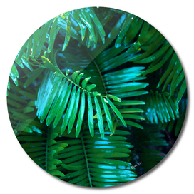 Palm Greem Leaves