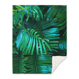 Palm Greem Leaves