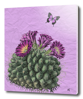 Mexican Purple Cactus, Purple Butterfly