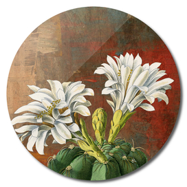White Spider Cactus, Desert Flower, Floral, Nature Plants
