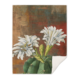 White Spider Cactus, Desert Flower, Floral, Nature Plants