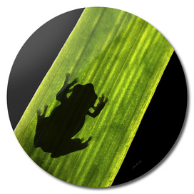 toad on leaf