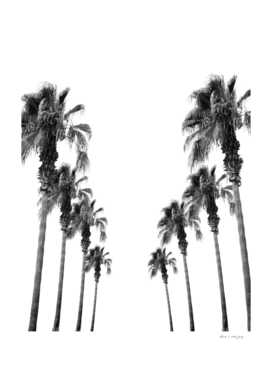 Bohemian Black & White Palms #1 #minimal #tropical #decor