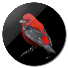 Red Bird Digital Painting