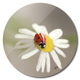 Lady bug on chamomile flower
