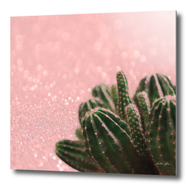 Cactus in Pink