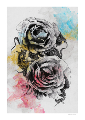 Floral Series: Rosa Chinensis (realistic roses drawing)